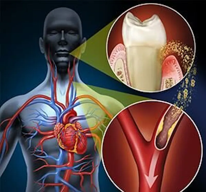 human body