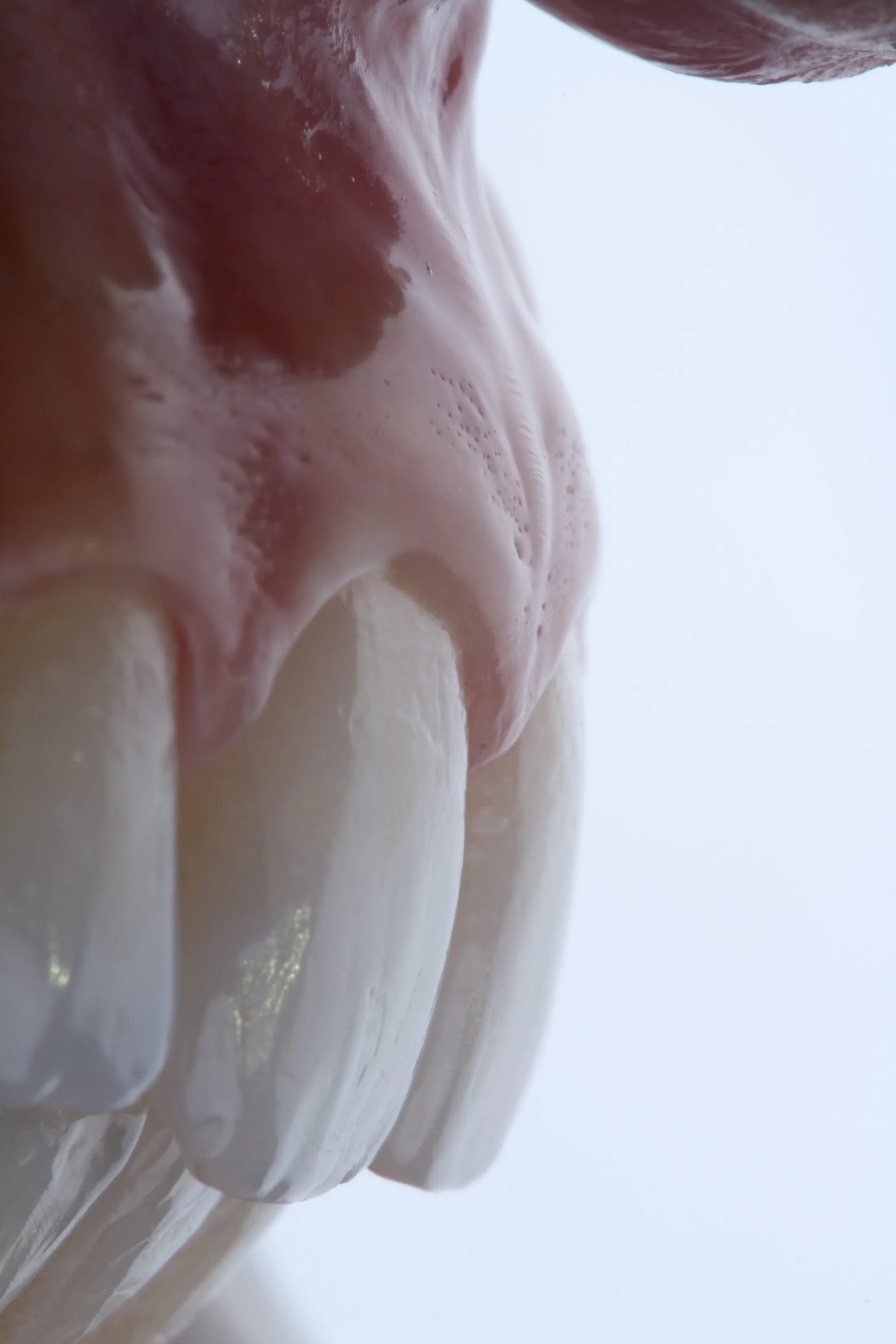 Periodontics